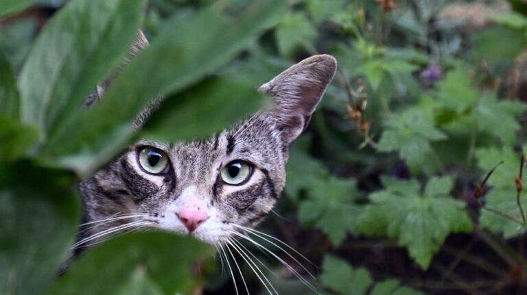 What is Alaskapox? First fatality reported from animal-borne virus, likely contracted from stray cat