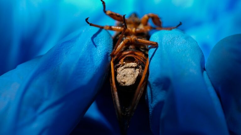 Hypersexual ‘zombie’ cicadas infected with parasitic fungus being collected by scientists