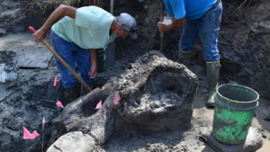 Archaeologists unearth 13,000-year-old mastodon skull in Iowa