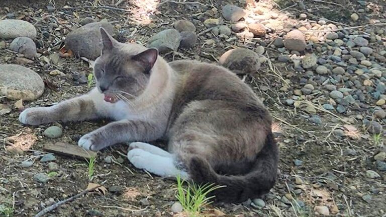 Lost cat makes 900-mile journey back home to California from Yellowstone