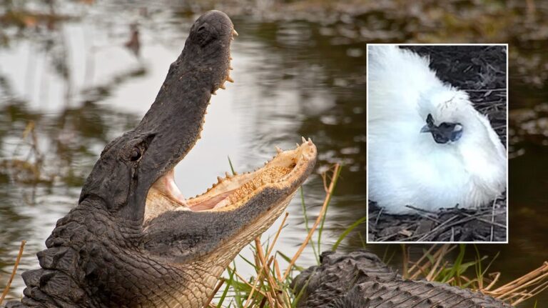 Beloved Australian chicken with famous name tossed into alligator pen, shocking wildlife park visitors: report