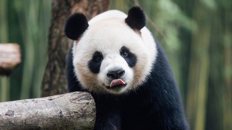 Hong Kong debuts 2 giant pandas from Beijing, raising hopes for tourism boost