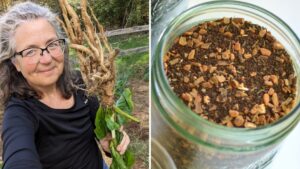 Chicory an all-natural alternative to chemically decaffeinated coffee, says homesteader