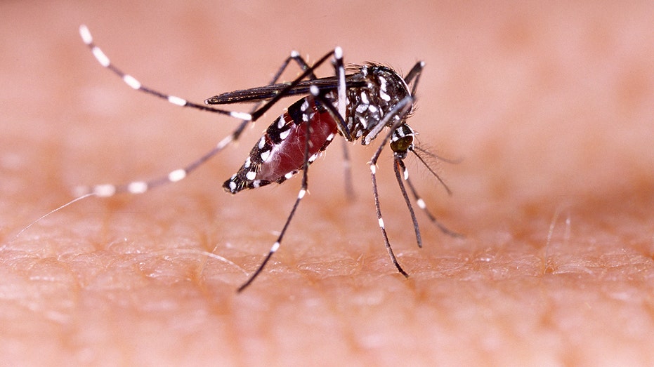 Los Angeles County reports dengue fever cluster acquired from local mosquitoes