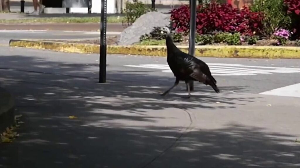 Popular turkey seen going for a stroll on busy street