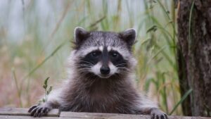 Raccoon roundworm infections reported in Los Angeles County, health officials warn