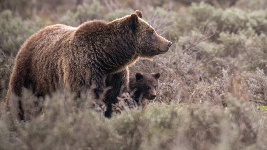 Beloved Grand Teton grizzly bear No. 399 fatally struck by a vehicle in Wyoming