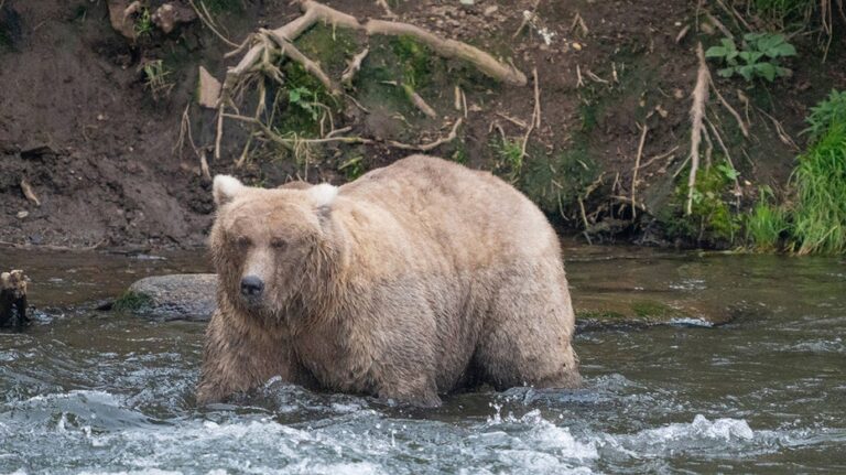 Alaska’s Fat Bear Contest winner finishes ahead of the bear that killed her cub