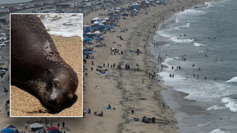 California sea lion dies after being shot; police hunt for gunman