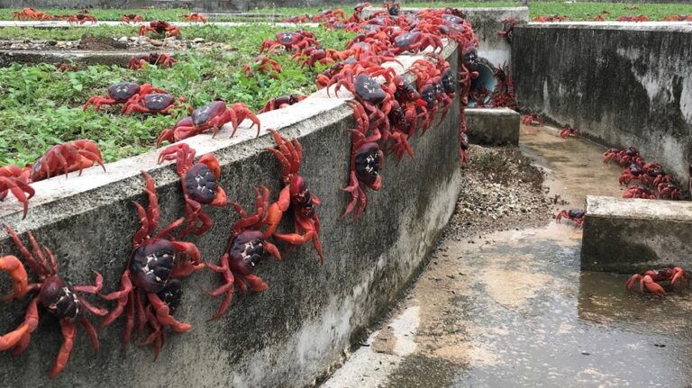 A Christmas Island National Park travel guide where millions of colorful crabs migrate annually