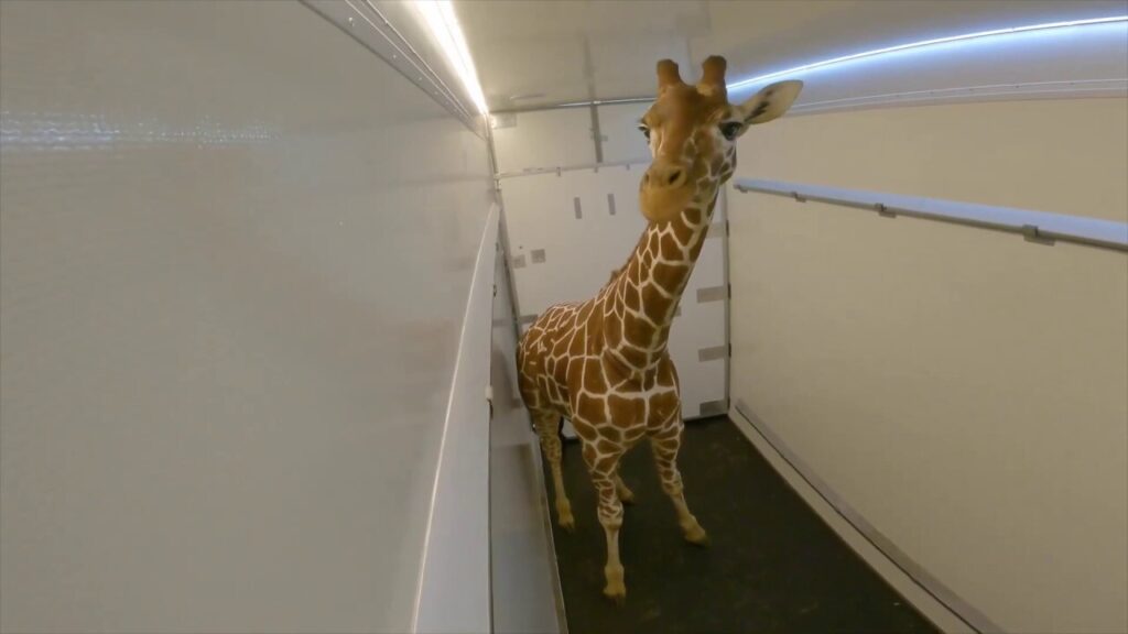 12-foot giraffe makes pit stop on relocation journey