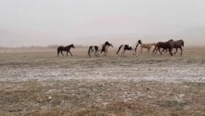 Wild horses spotted enjoying first day of snow