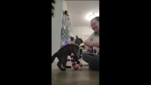 Rescue kitten with deformed front legs takes first steps with custom leg braces