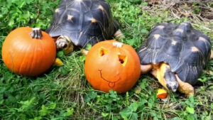 Reptiles at Washington zoo play with pumpkins on celebratory day