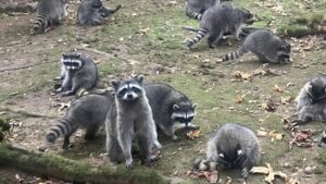 Hundreds of raccoons take over woman's yard in Washington state