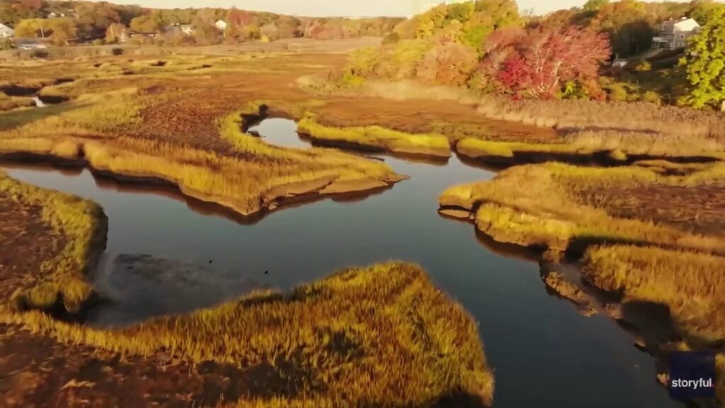 Gold is for fall: Cape Cod, Massachusetts, marshland takes on beautiful hue