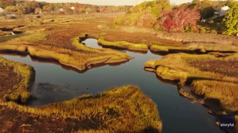 Gold is for fall: Cape Cod, Massachusetts, marshland takes on beautiful hue