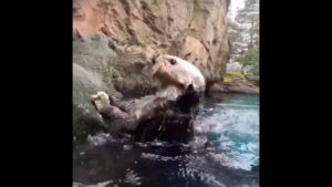 Otters at Oregon Zoo show off shellfish shucking skills