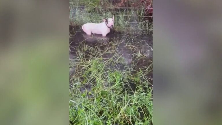 Florida troopers rescue dog tied to pole as Hurricane Milton barrels toward state