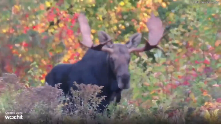 Moose spotted during fall foliage drive through Western Maine