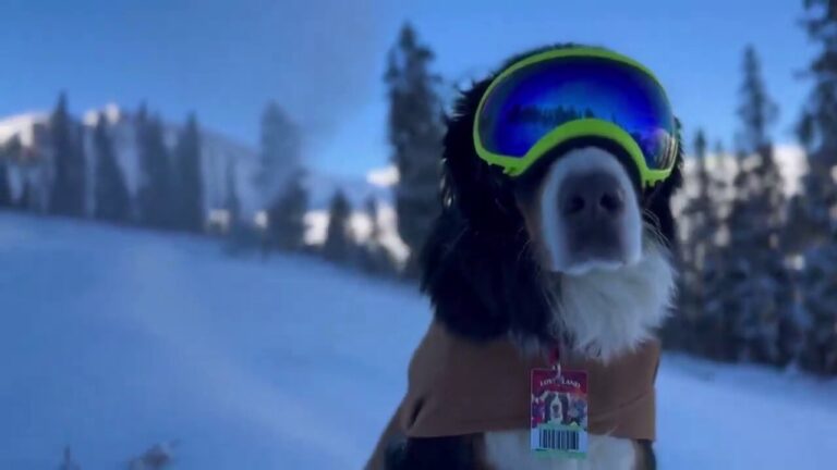 Honorary 'dog mayor' inspects snow production at ski resort in Colorado