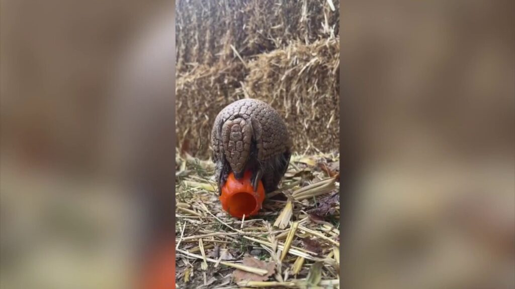 Armadillo explores Halloween hay maze at Baltimore Zoo