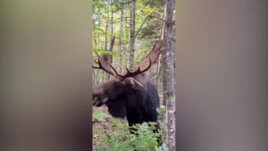 Bull moose seen charging man after stare down