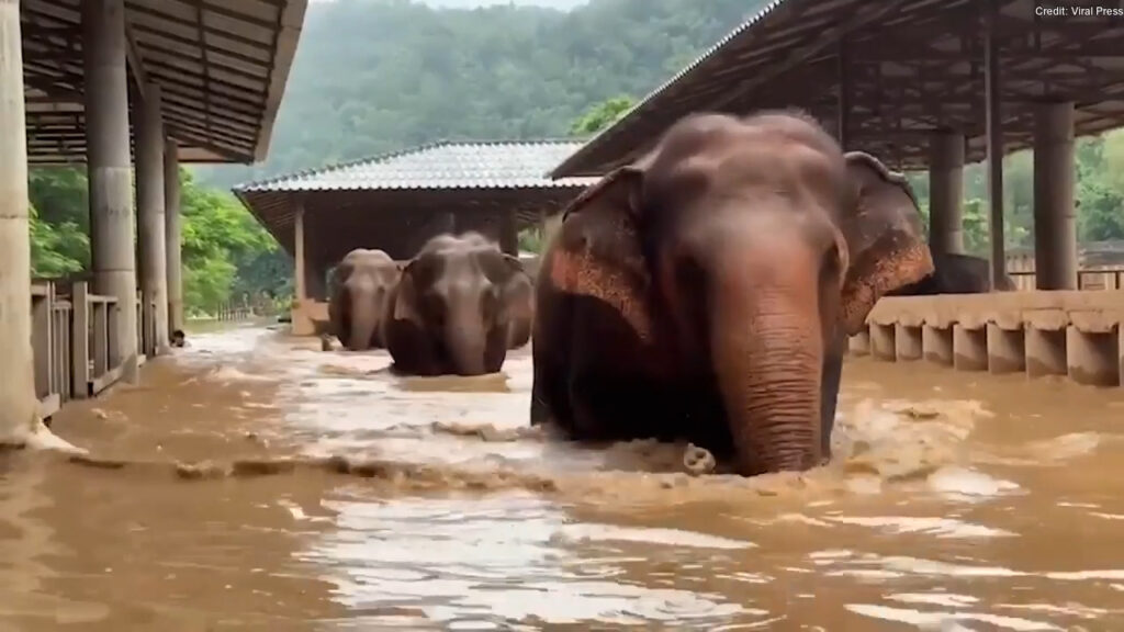 Elephants rescued from animal sanctuary after flooding takes over