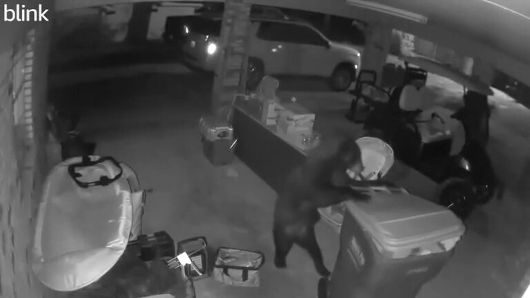 Alabama bear carefully moves trash can in unusual video