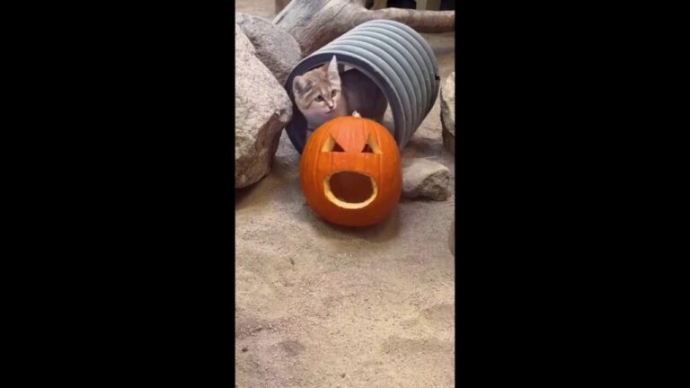 Cat feasts on Halloween-themed treat from jack-o'-lantern