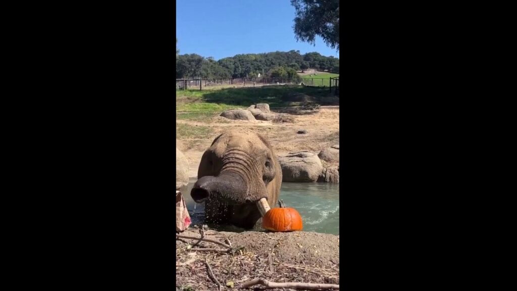 Elephant devours pumpkin in one big bite at Oakland Zoo