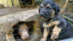 Puppies rescued from Hurricane Helene to be rehomed with military veterans, first responders