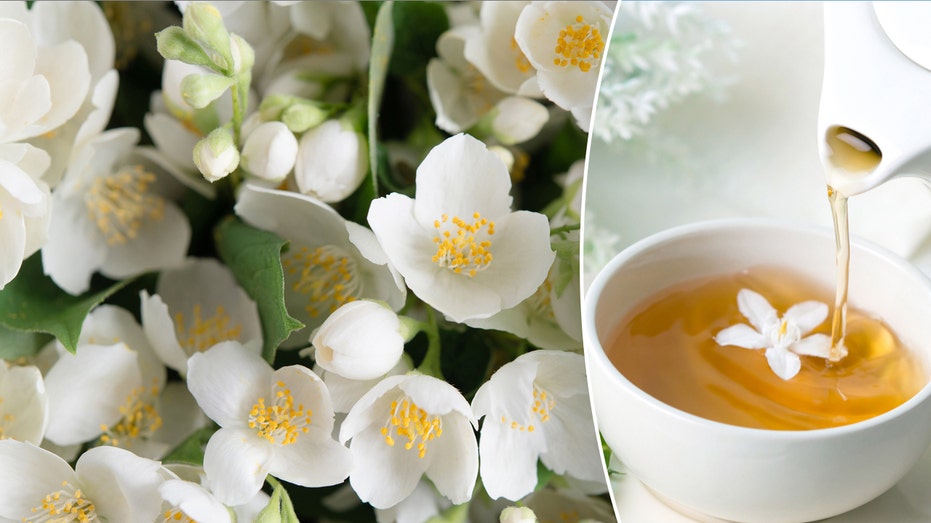 Jasmine herbs’ surprising benefits when added to health routines in the form of oil, in tea and more