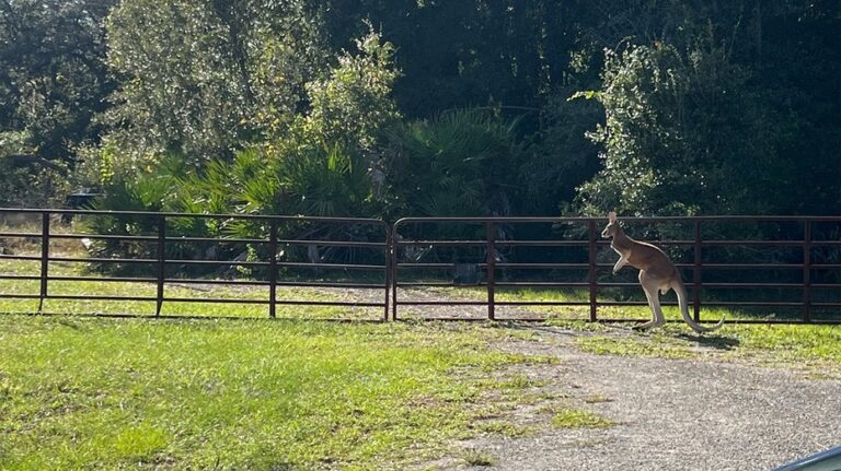 Kangaroo on the loose in Florida after bear enters enclosure