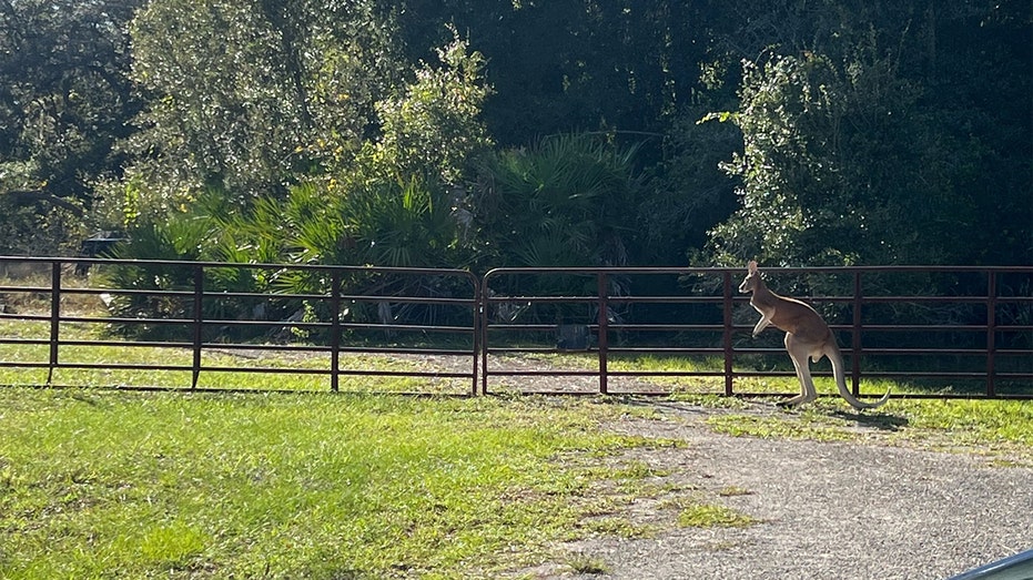 Kangaroo on the loose in Florida after bear enters enclosure