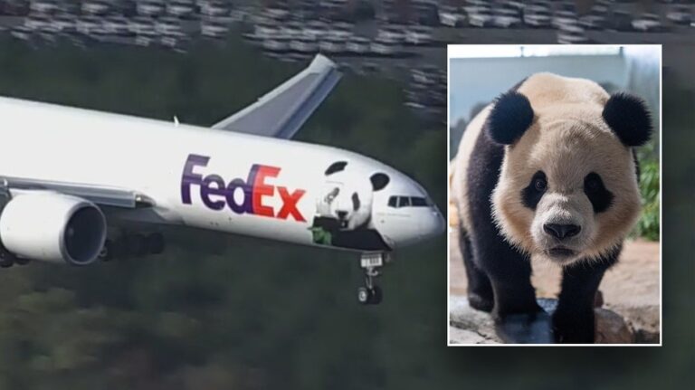 Giant pandas arrive at new home in Washington, D.C. Zoo via FedEx: 'Precious cargo'