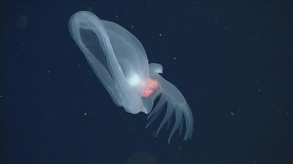 New glowing species of sea slug that inhabits ocean's deep sea 'midnight zone' discovered