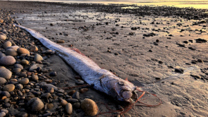 'Doomsday fish,' rumored to bring bad omens, washes ashore in popular surf town