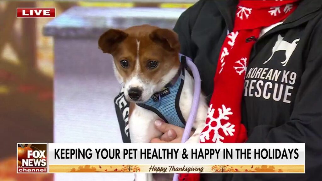 How to keep your pets safe, healthy this Thanksgiving