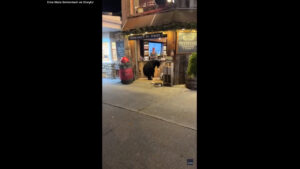 Tourist captures shocking moment bear enters wine shop in Tennessee