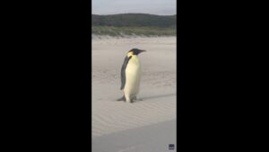 Emperor penguin travels over 2,000 miles from home in Antarctica