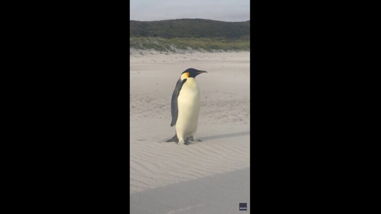 Emperor penguin travels over 2,000 miles from home in Antarctica