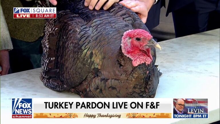 Turkeys 'Star' and 'Stripes' receive pardon