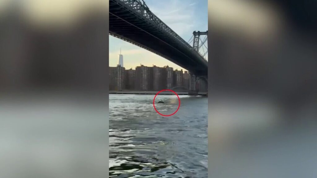 New York City residents shocked by unusual whale sighting under Brooklyn Bridge