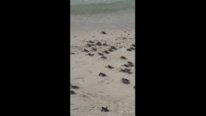 Tourist captures moment baby sea turtles are released into the sea