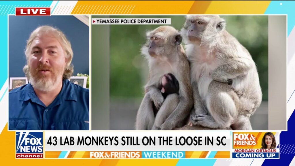 SC man captures video of lab monkeys on the loose