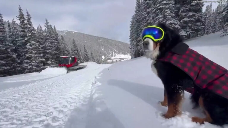 Dog 'mayor' in Colorado gives 'paw of approval' before ski resort's opening day