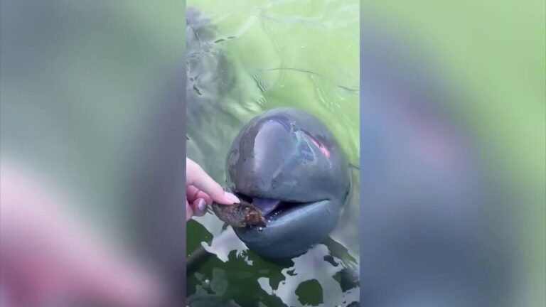 Friendly dolphin fetches a clam, gifts it to zookeeper