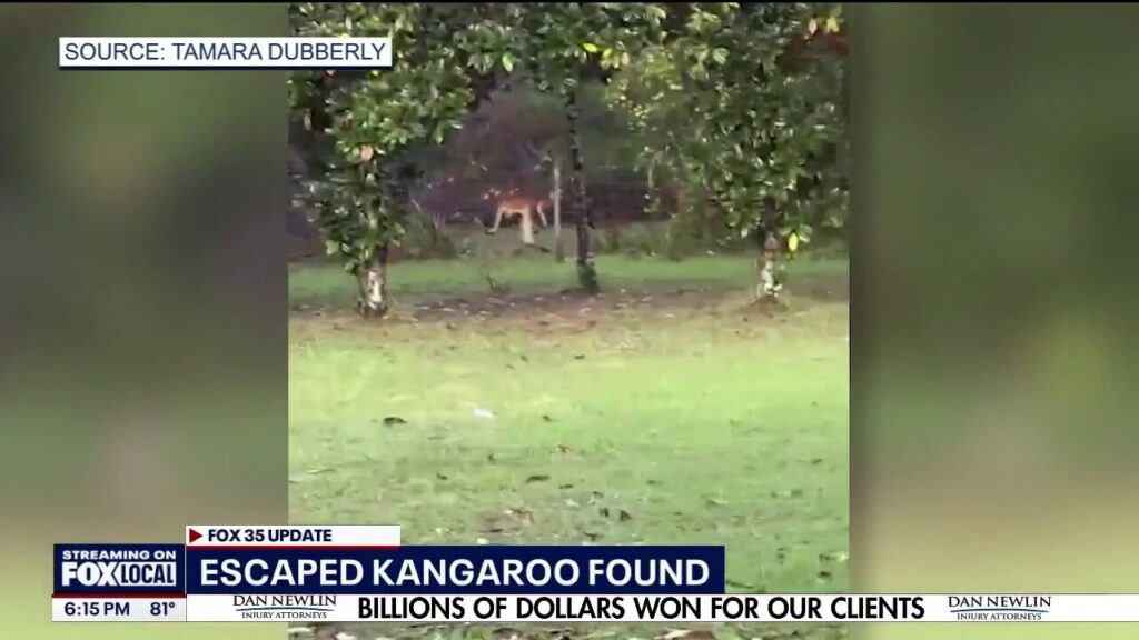 Kangaroo missing in Florida for more than 2 weeks caught, returned to owner