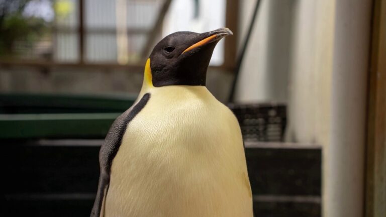 Penguin makes return trip home after family spots him wandering on beach